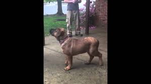 Mixed is originated from united states but boerboel is originated from south africa. Boerboel And Rottweiler Mixed Youtube