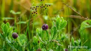Image result for Sphaeranthus