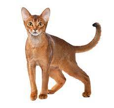 Abisinijos katė - ištikima ir mėgstanti žmonių draugiją | Purina