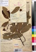 Image result for Uvaria welwitschii