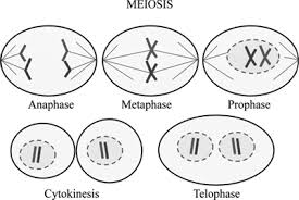 Meiosis terminology drag the labels from the left to their correct locations in the concept map on the right. Definition Of Meiosis And Mitosis Chegg Com