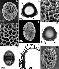Image result for Tragiella natalensis