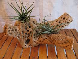 Cholla Cactus Wood For Air Plant Tillandsia Holder Etsy Cactus Cactus Craft Air Plants