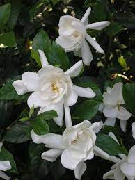 How To Grow And Care For Gardenia Plants Gardenia Plant Growing Gardenias Plants