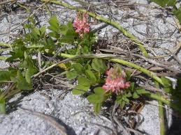 Image result for Indigofera spicata