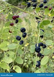 Image result for Phyllanthus reticulatus