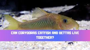 Corydoras Catfish And Bettas Tank Mate Guide Betta Care Fish Guide