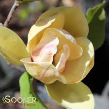 Image result for magnolie sunsation