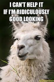 Funny Lama Memes Found On The Internet Funny Animals Animals Funny Animal Pictures