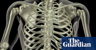 In this episode we'll learn about the simple structure of the rib cage and have a look at the detailed anatomical the body of the sternum is the longer bone, thinner at the top and thicker at the bottom. Mapping The Body Ribs Human Biology The Guardian
