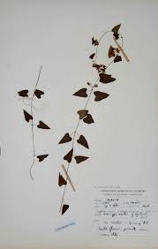 Image result for Cynanchum mossambicense