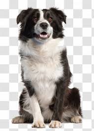 We did not find results for: Border Collie Beagle Bull Terrier Chihuahua Shiba Inu Miniature Australian Shepherd Transparent Image Transparent Png
