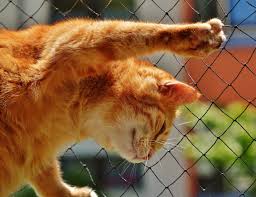 Pati Atan Kedi 2020 Cute Kittens Kedi Yavru Kediler