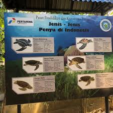 Jika selama ini kamu menghilangkan sirip ikan dengan cara memegang kepala ikan kemudian membuang sirip dari arah kepala menuju ekor, sebaiknya mulai sekarang. Our Guide Mr Topan Picture Of Adi Tour Guide Tanjung Benoa Tripadvisor