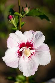 Image result for Hibiscus fuscus