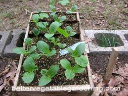 Your squash seedlings stock images are ready. Growing Summer Squash In The Home Vegetable Garden