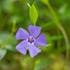 Image result for Vinca minor