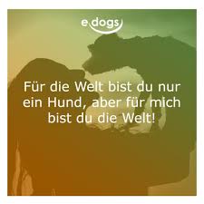 50 Beste Hundespruche Weisheiten Edogs De Magazin