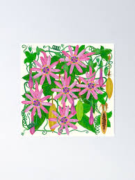 Image result for Passiflora mollissima