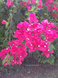 The new image gives some reference for how tall it is and how much space its canopy covers. Tree With Hot Pink Flowers Florida Beautiful Flowers Trees To Plant Hot Pink Flowers