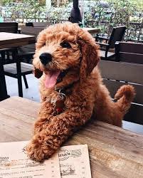 Here are some from nearby areas. Pin De Cassie Boeger En Lulu Belle Perros Golden Retriever Animales Bebe Bonitos