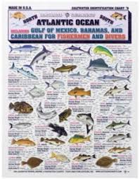 23 Meilleures Images Du Tableau Florida Fishes Types De