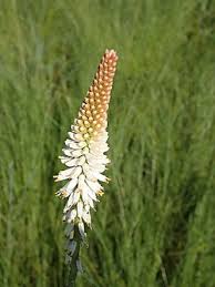 Image result for Kniphofia grantii