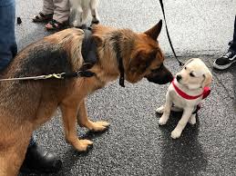 We did not find results for: Mons On Recherche Des Familles D Accueil Pour Chiens Guides