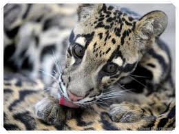 Google Profiles Clouded Leopard Animals Beautiful Leopard Facts