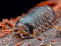 Image result for Isoglossa vulcanicola