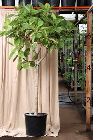 Image result for Ficus