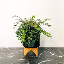 Image result for Pellaea