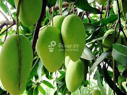можно ли вырастить манго из косточки в домашних условиях Derevo Mango V Domashnih Usloviyah Iz Kostochki Podgotovka K Posadke Vybor Grunta Kak Vyrastit Kak Rastet Mango Foto Mozhno Mango Masai Naturalnaya Kosmetika