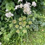 October Herb Walk — The Healing Garden