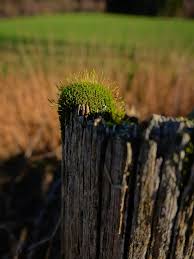 Image result for Porphyrostemma