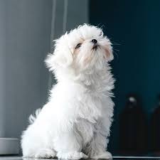 Be cautious if you find a maltese shih tzu mix for cheap, because it could mean they've come from a backyard breeder who isn't concerned with breeding healthy, happy dogs. Find Maltese Breeders Puppies For Sale In California
