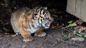 Pin On Terrific Tigers