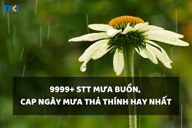 9999+ STT mưa, cap hay về ngày mưa buồn ...