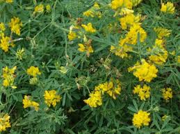 Image result for Agelanthus falcifolius