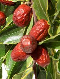 The tree tolerates a wide range of temperatures and rainfall. Lang Jujube Tree Specialty Trees Ison S Nursery Vineyard
