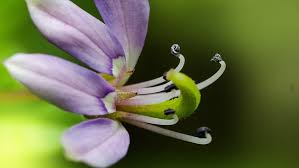 Image result for Cleome rutidosperma
