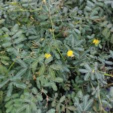 Image result for Neptunia oleracea