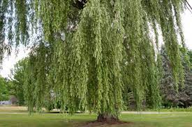 According to pendula information, it is a short shrub with many stems. 19 Best Types Of Weeping Trees
