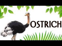 Ostriches can be found in the wild, on safaris, or on ostrich farms. How To Pronounce Ostrich à¤¶ à¤¤ à¤°à¤® à¤° à¤— Pronunciation In Hindi Bird Hd Lehren Kids Youtube