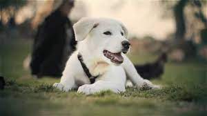 Great pyrenees lab mix brown. Great Pyrenees Lab Mix Relaxes At The Park The Daily Puppy Youtube