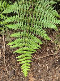 Image result for Pteridaceae