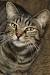 Grey Cat Breeds Short Hair
