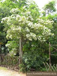 Image result for Pavetta troupinii