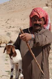 Nomadic camel herder and camels in rural setting at sunset on. Bedouin Wikipedia