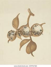 Image result for Sterculia africana